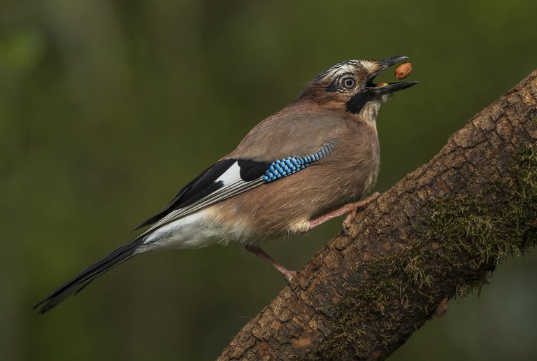 First_Going Nuts_Richard Bradford