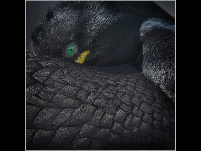 First_SHAG AT REST_Bernard Burns