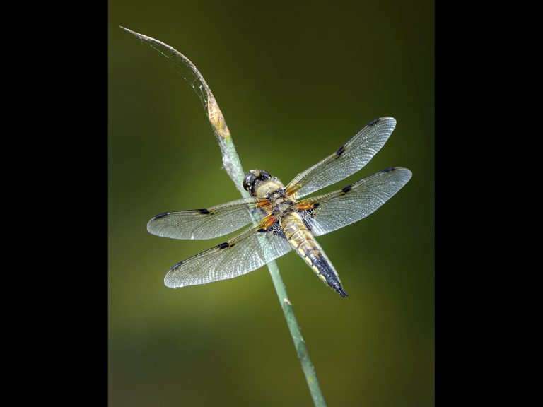 First_Solitary Dragonfly_Karen Lambert