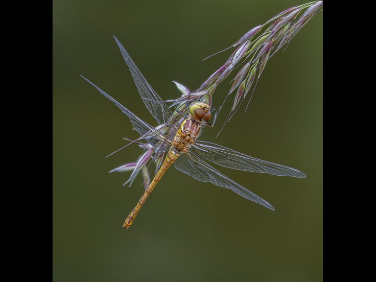 Highly Commended_Common Darter._Alun Lambert BPE4, CPAGB