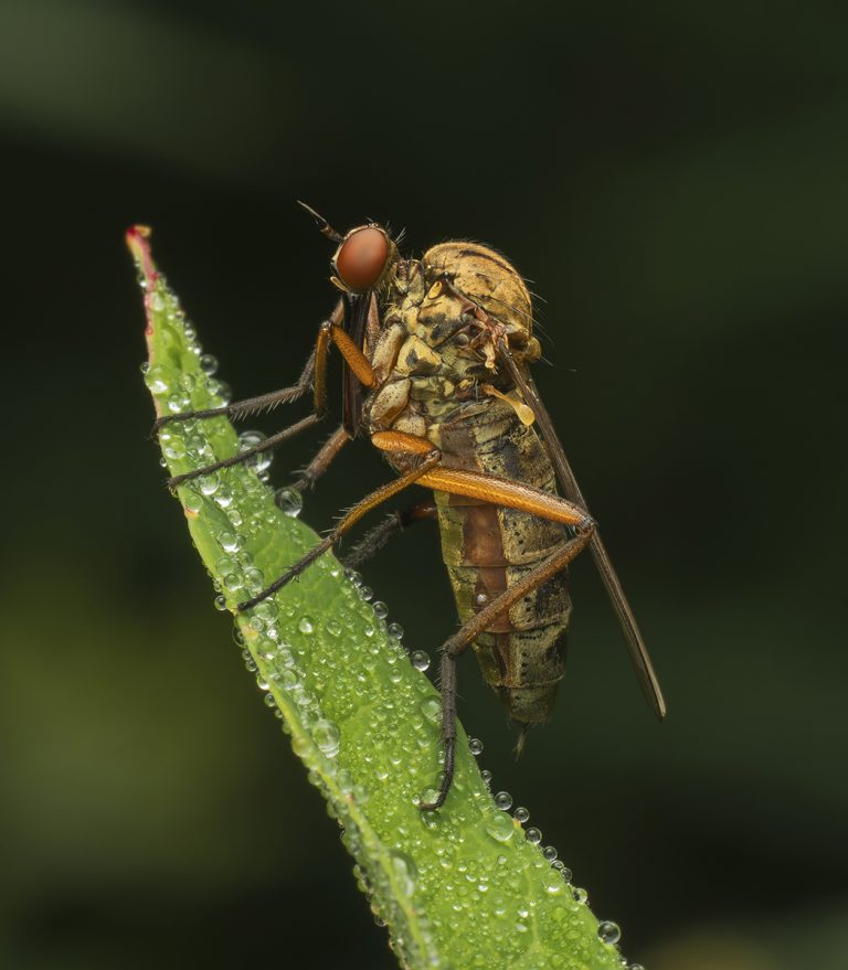 Highly Commended_Dance Fly_Richard Bradford
