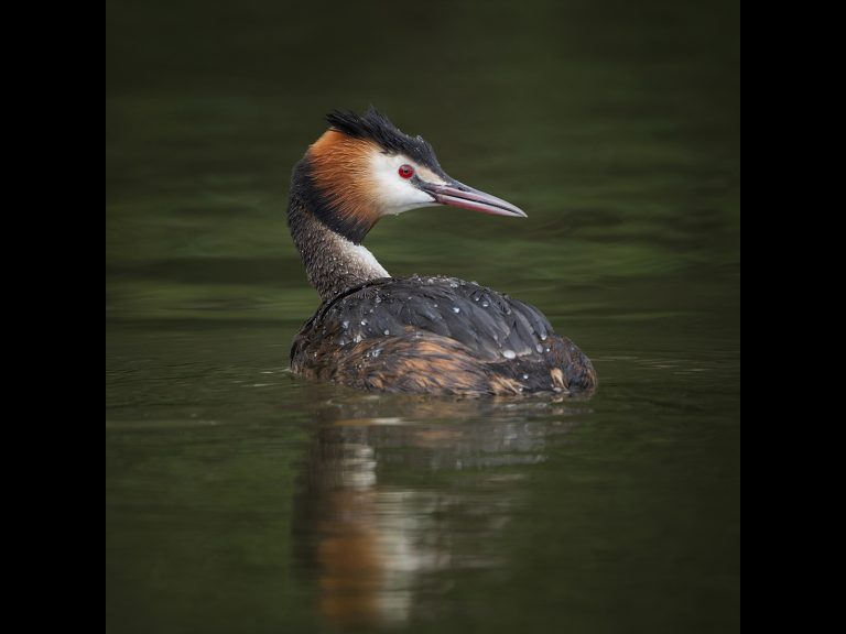 Highly Commended_Grebe_Karen Lambert