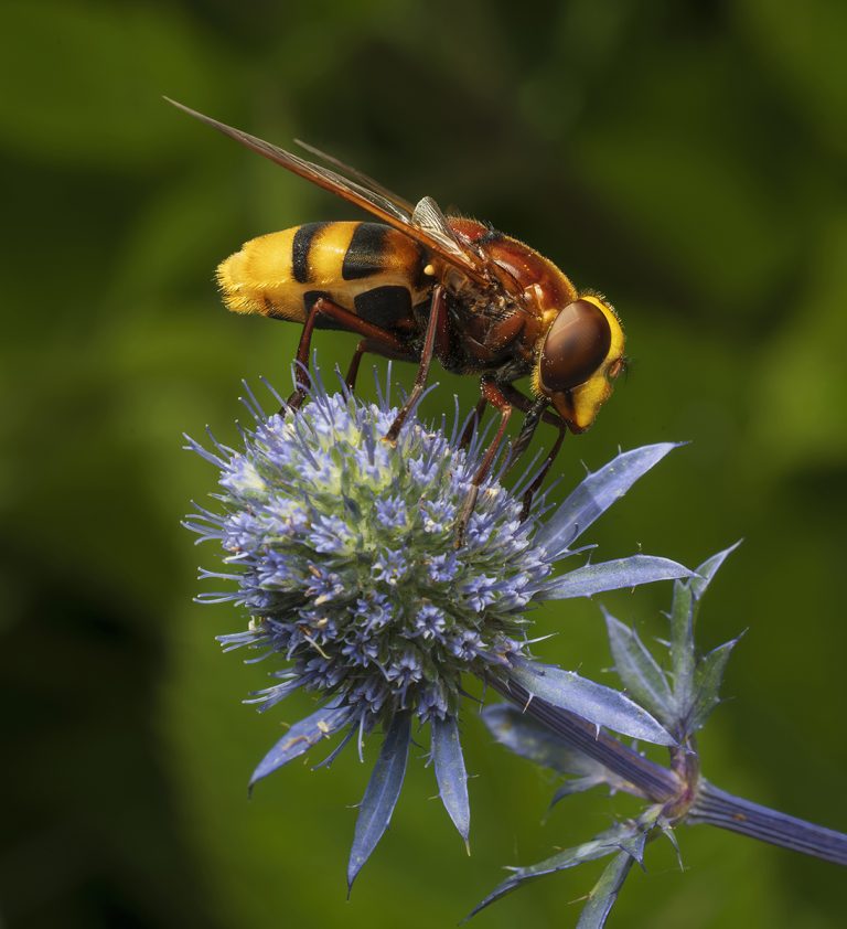 Highly Commended_Hornet Hoverfly_Richard Bradford