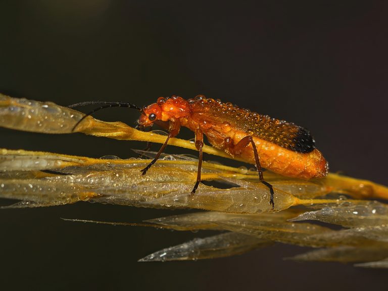 Highly Commended_Soldier Beetle_Trevor Buckle