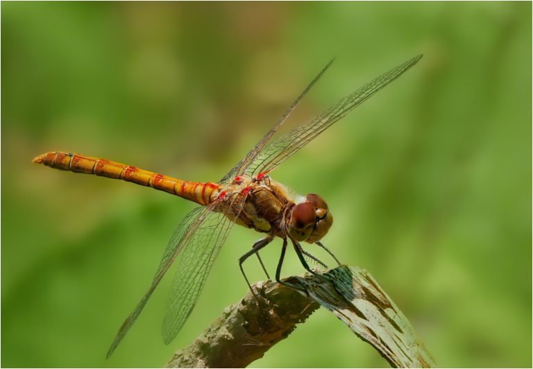Second_Resting Darter_John Macey