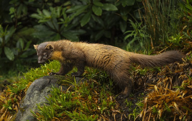 Second_Wet Pine Marten_Richard Bradford